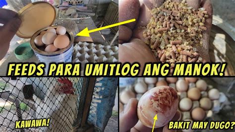 iti sa manok in english